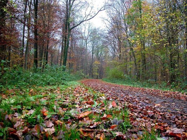 Nature path